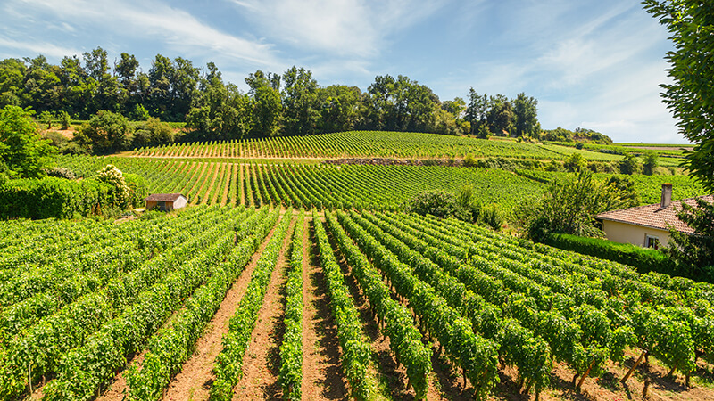 Les vignes de Saint-Emilion, découverte des alentours vert autour du camping du lac en Dordogne