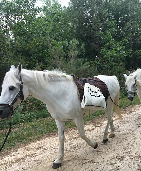 Balade en poneys autour du camping du Lac, camping en Dordogne