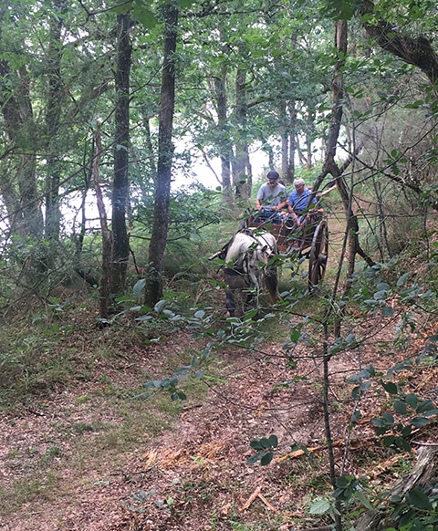 Balade en calèche en forêt autour du camping du Lac, camping en Dordogne