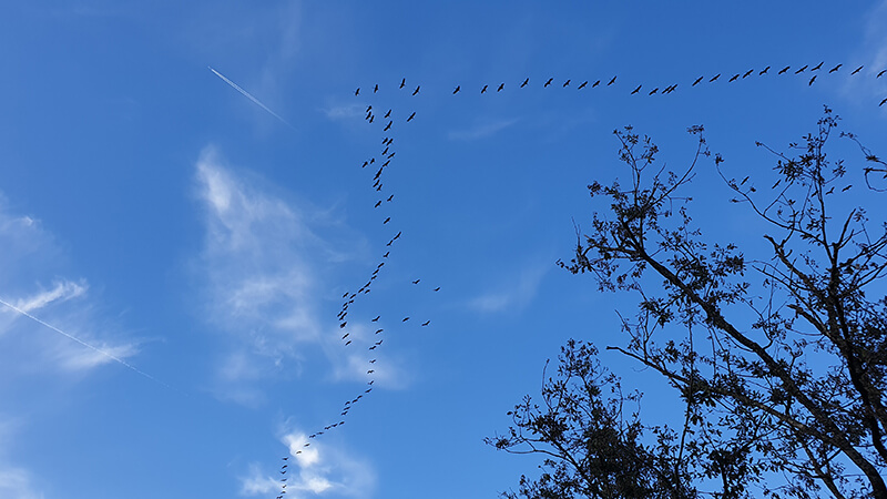 Circuit ornithologique autour du camping du Lac en Dordogne