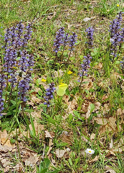 La flore autour du camping du Lac, camping familial en Dordogne dans le Périgord